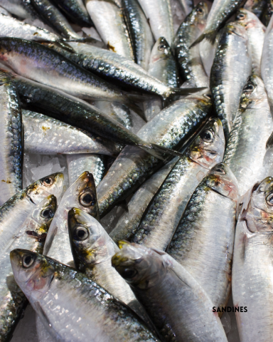 Sardines