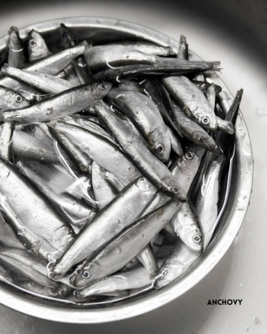 Anchovy
