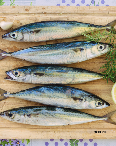 Mackerel