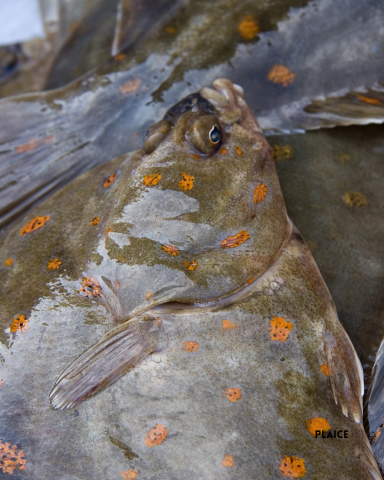 Plaice